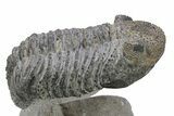 Drotops Trilobite With White Patina - Mrakib, Morocco #235802-2